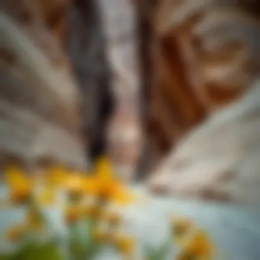 Exploring Wadi Habb Hatta: A Comprehensive Guide to Dubai's Hidden Gem Introduction Exploring Wadi Habb Hatta: A Comprehensive Guide to Dubai's Hidden Gem Introduction